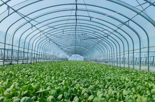 大棚種植弱電智能化提升了資源利用效率和勞動生產(chǎn)率